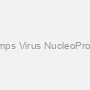 Mumps Virus NucleoProtein